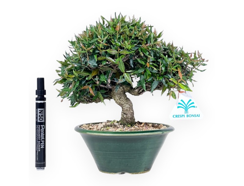 Bonsaï de Trachelospermum de 23 cm | Pot rond vert