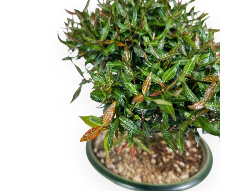 Bonsai von Trachelospermum von 23 cm | Rund grün Topf