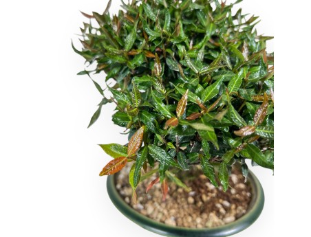 Bonsaï de Trachelospermum de 23 cm | Pot rond vert
