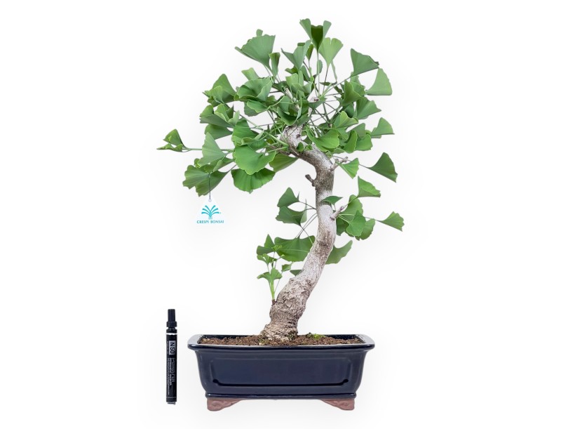 Bonsaï de Ginkgo biloba de 55 cm | Pot rectangulaire bleu