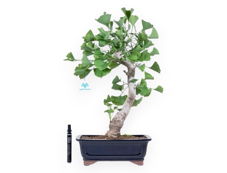 Bonsaï de Ginkgo biloba de 55 cm | Pot rectangulaire bleu