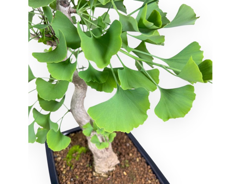 Bonsaï de Ginkgo biloba de 55 cm | Pot rectangulaire bleu