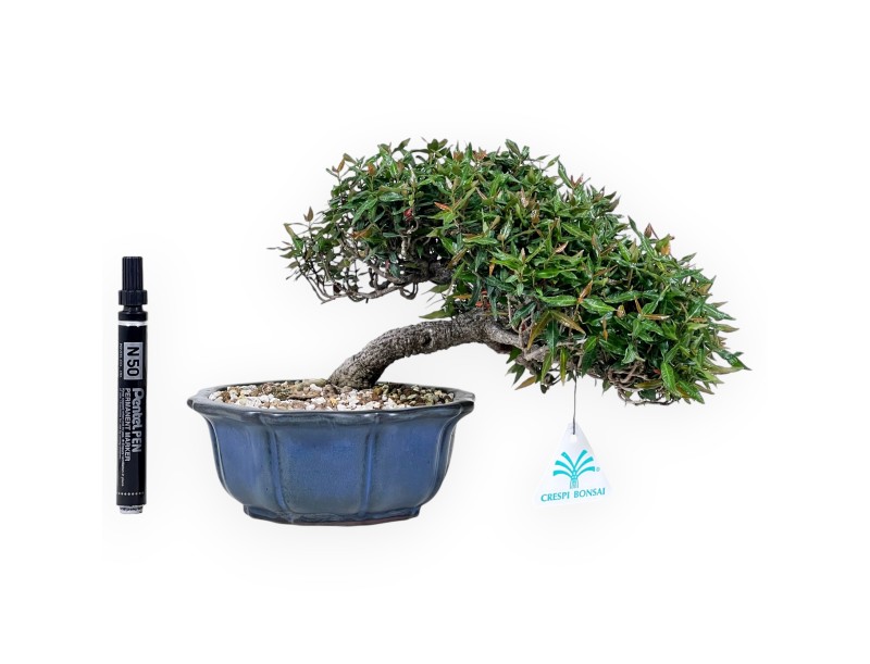 Bonsai von Trachelospermum von 20 cm | Lotus Blumen blau Topf