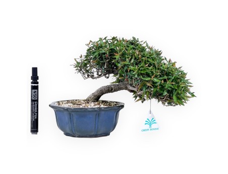 Bonsai von Trachelospermum von 20 cm | Lotus Blumen blau Topf
