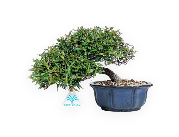 Bonsai van Trachelospermum van 20 cm | Lotus bloem blauw pot