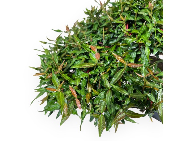 Bonsai of Trachelospermum of 20 cm | Lotus-flower blue pot 2