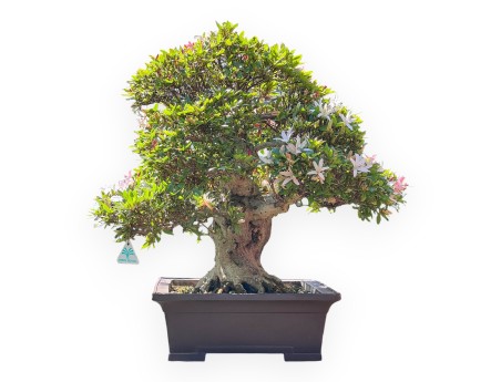 Bonsai of Azalea of 64 cm | Rectangular stoneware pot