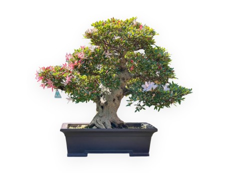 Bonsai of Azalea of 64 cm | Rectangular stoneware pot