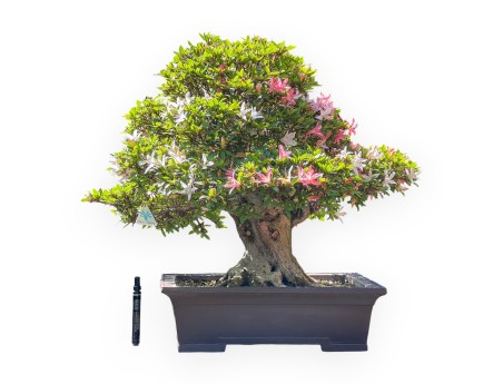 Bonsai of Azalea of 64 cm | Rectangular stoneware pot