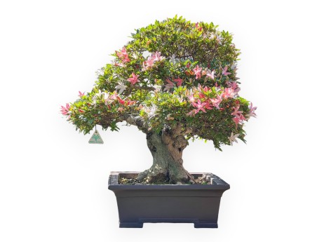 Bonsai of Azalea of 64 cm | Rectangular stoneware pot