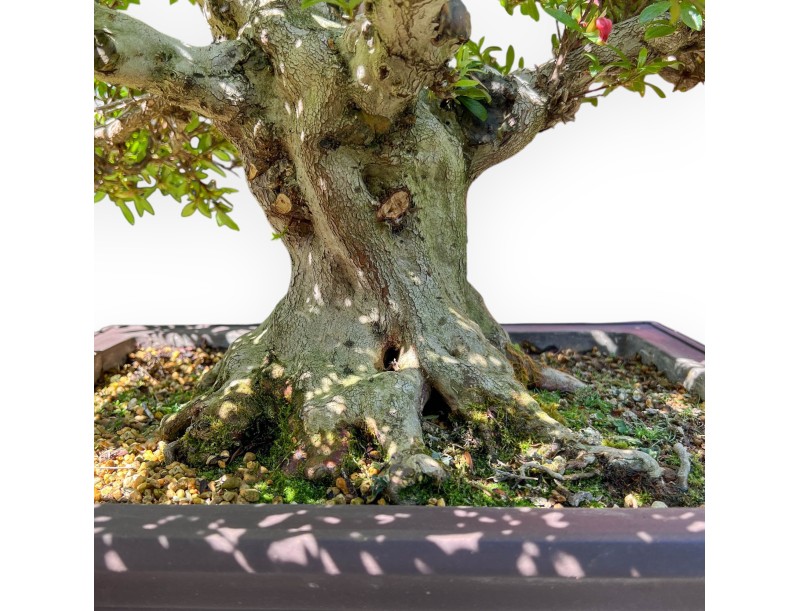 Bonsai of Azalea of 64 cm | Rectangular stoneware pot