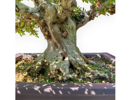 Bonsai of Azalea of 64 cm | Rectangular stoneware pot
