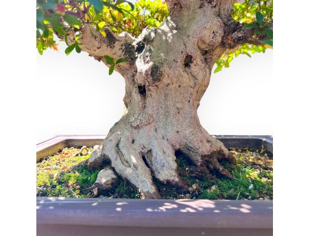Bonsai of Azalea of 64 cm | Rectangular stoneware pot
