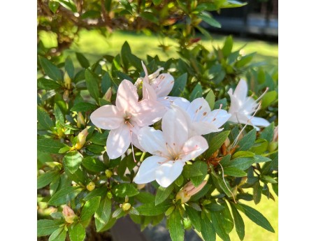 Bonsai of Azalea of 64 cm | Rectangular stoneware pot