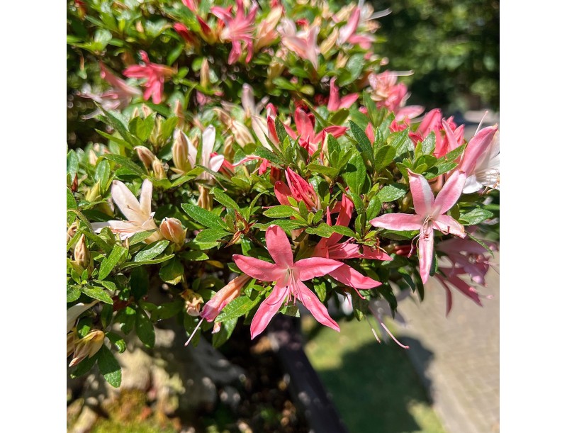 Bonsai of Azalea of 64 cm | Rectangular stoneware pot