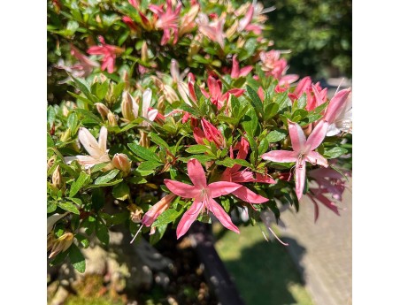 Bonsai of Azalea of 64 cm | Rectangular stoneware pot