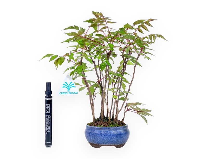 Bonsaï de Rhus succedanea de 29 cm | Pot rond bleu