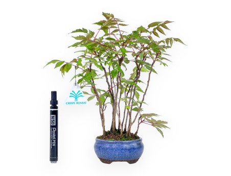 Bonsai di Rhus succedanea da 29 cm | Vaso tondo blu