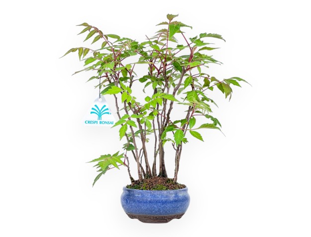 Bonsái de Rhus succedanea de 29 cm | Maceta redondo azul