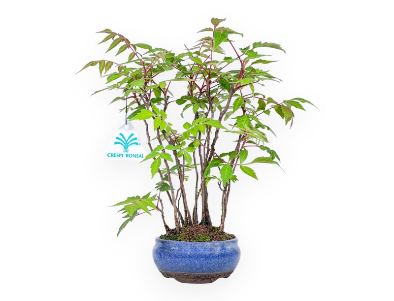 Bonsai of Rhus succedanea of 29 cm | Round blue pot