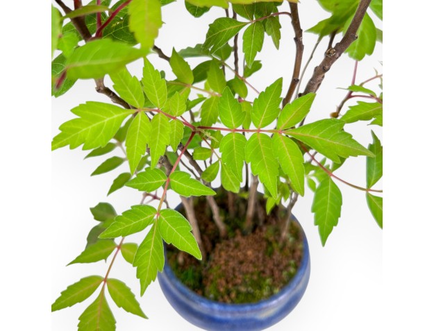 Bonsai van Rhus succedanea van 29 cm | Rond blauw pot 2