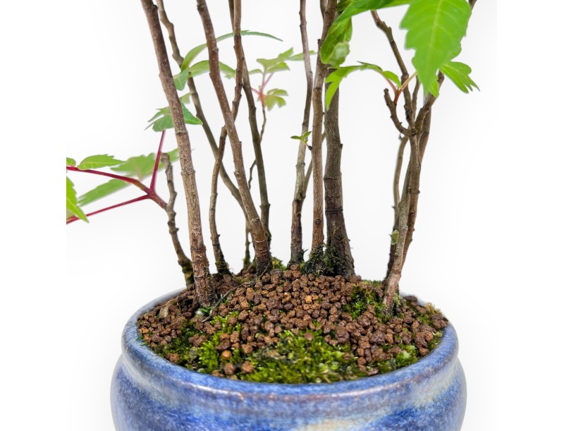 Bonsai van Rhus succedanea van 29 cm | Rond blauw pot