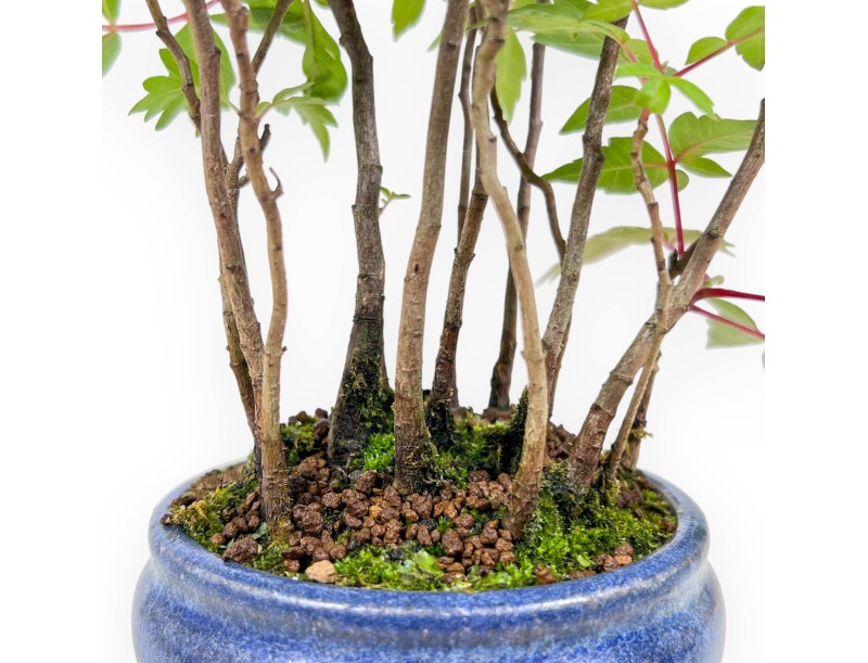 Bonsai van Rhus succedanea van 29 cm | Rond blauw pot