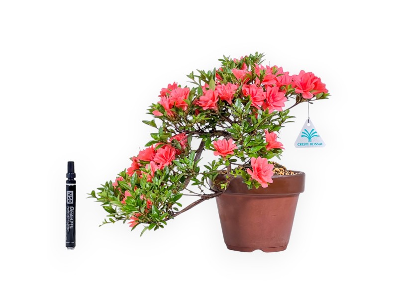 Bonsai van Azalea 31 cm | Rond ongeglazuurde terracotta pot