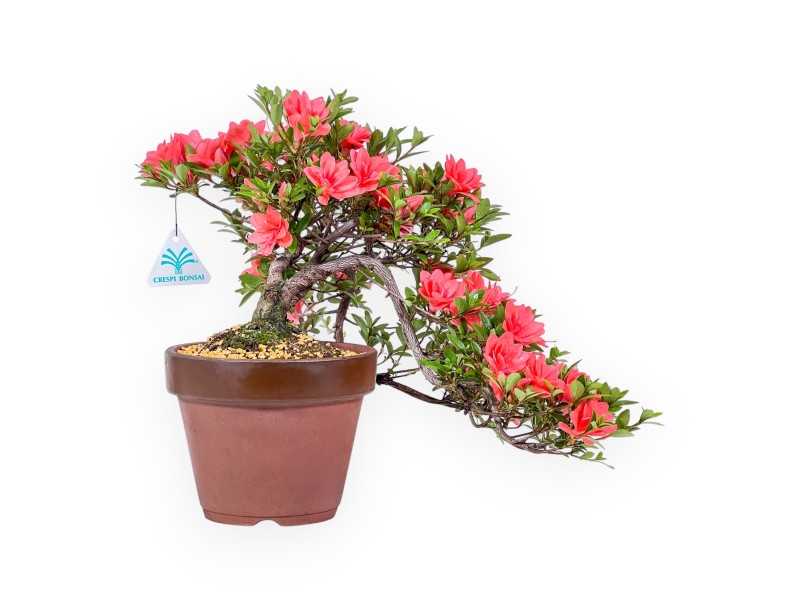 Bonsai van Azalea 31 cm | Rond ongeglazuurde terracotta pot