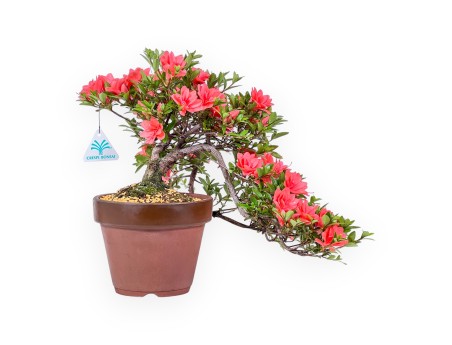 Bonsai van Azalea 31 cm | Rond ongeglazuurde terracotta pot