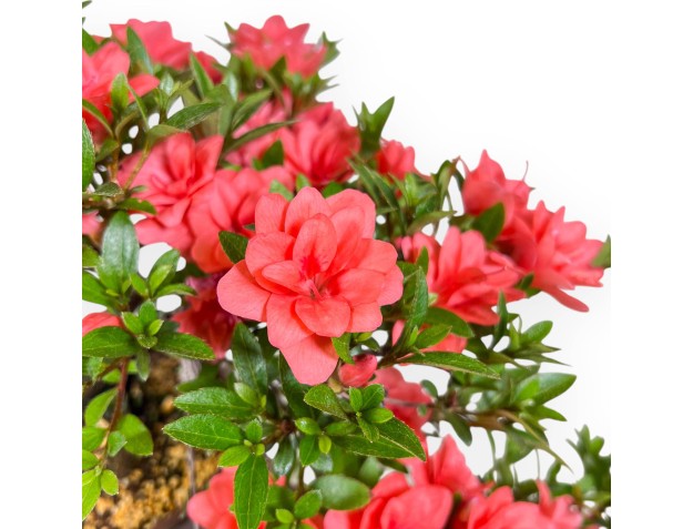 Bonsai van Azalea 31 cm | Rond ongeglazuurde terracotta pot 2