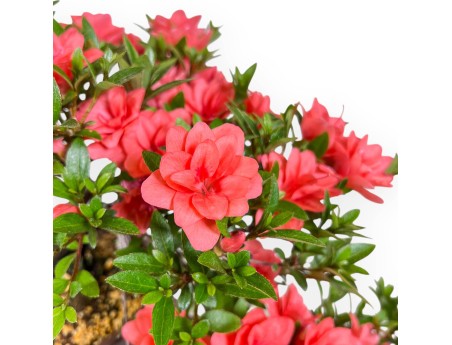 Bonsai van Azalea 31 cm | Rond ongeglazuurde terracotta pot