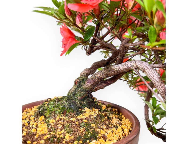 Bonsai van Azalea 31 cm | Rond ongeglazuurde terracotta pot