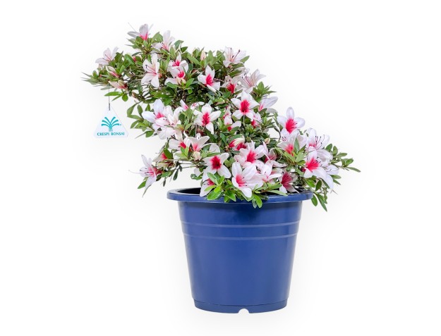 Bonsaï de azalée de 36 cm | Pot rond en plastique bleu