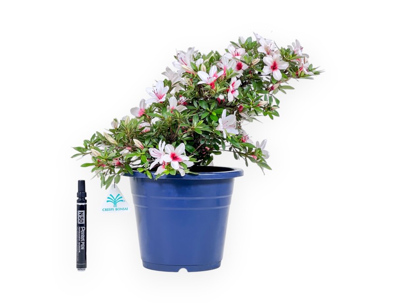 Bonsai of Azalea of 36 cm | Round blue plastic pot
