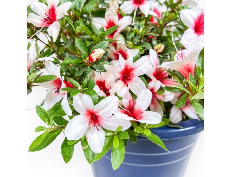 Bonsaï de azalée de 36 cm | Pot rond en plastique bleu
