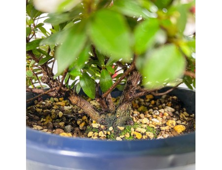 Bonsaï de azalée de 36 cm | Pot rond en plastique bleu