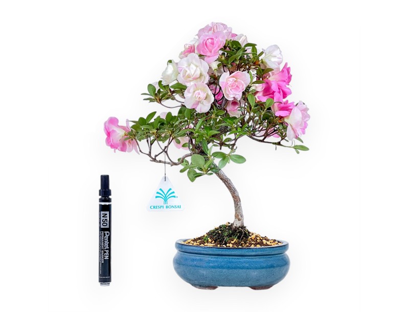 Bonsai von Azalee von 32 cm | Oval türkis Topf