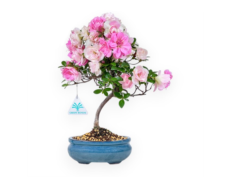 Bonsai von Azalee von 32 cm | Oval türkis Topf
