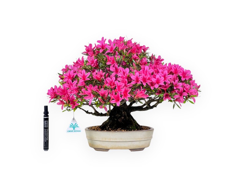 Bonsaï de azalée de 34 cm | Pot ovale crème