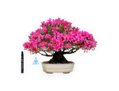 Bonsaï de azalée de 34 cm | Pot ovale crème
