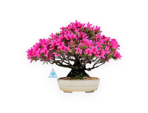 Bonsaï de azalée de 34 cm | Pot ovale crème