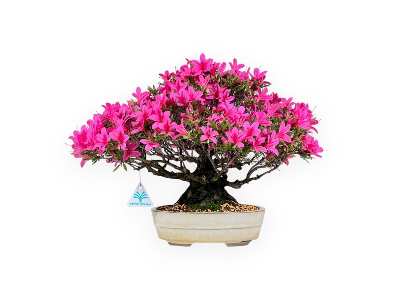 Bonsái de Azalea de 34 cm | Maceta oval crema