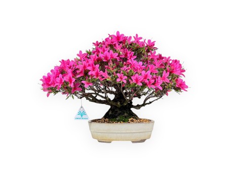 Bonsái de Azalea de 34 cm | Maceta oval crema