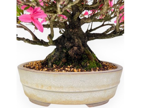 Bonsaï de azalée de 34 cm | Pot ovale crème