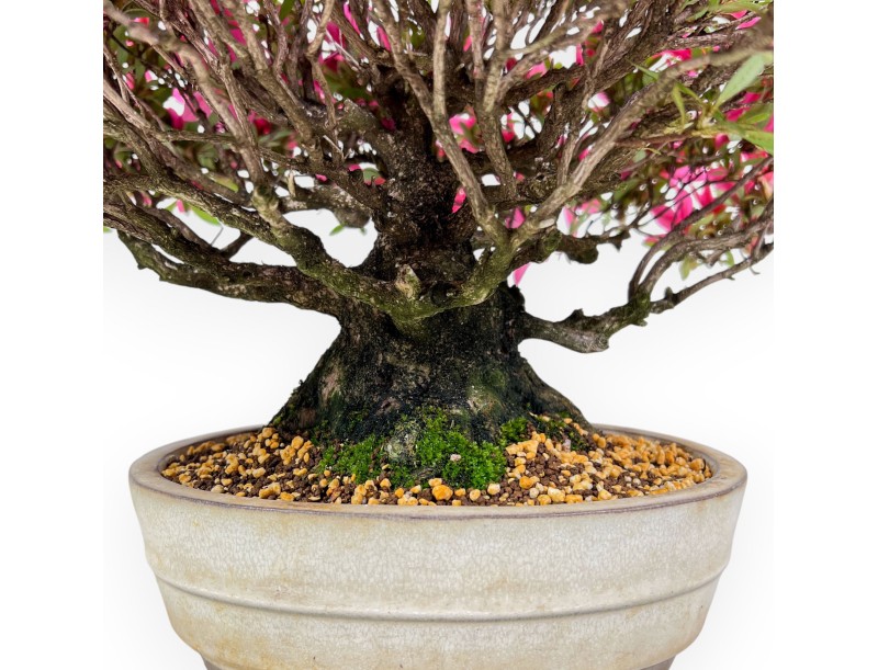 Bonsái de Azalea de 34 cm | Maceta oval crema