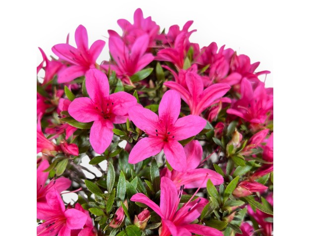 Bonsaï de azalée de 34 cm | Pot ovale crème 2