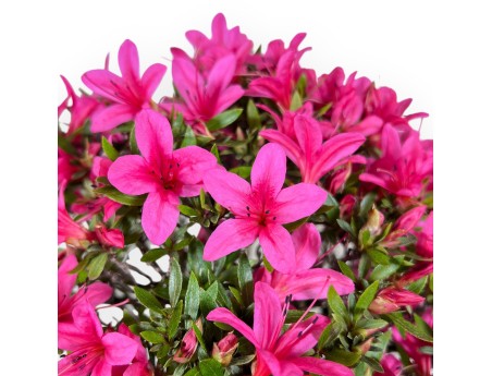 Bonsái de Azalea de 34 cm | Maceta oval crema