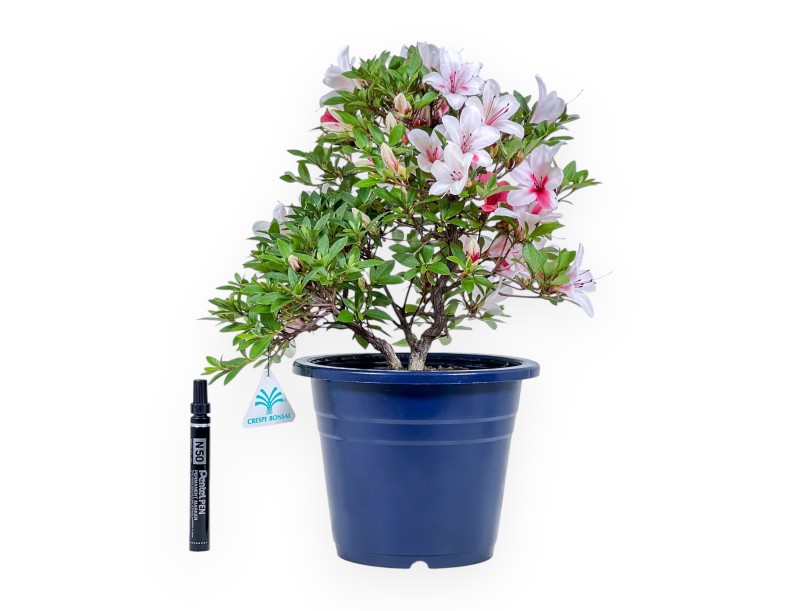 Bonsái de Azalea de 40 cm | Maceta redondo de plástico azul