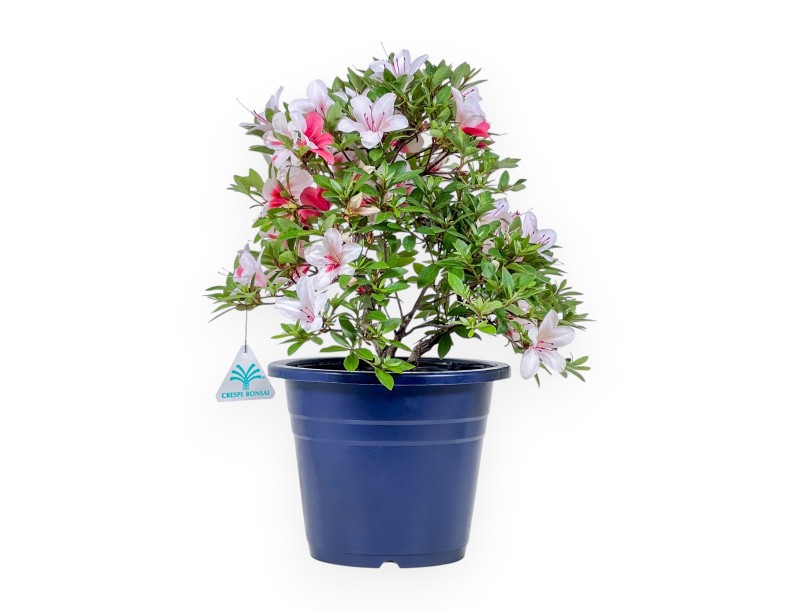 Bonsái de Azalea de 40 cm | Maceta redondo de plástico azul
